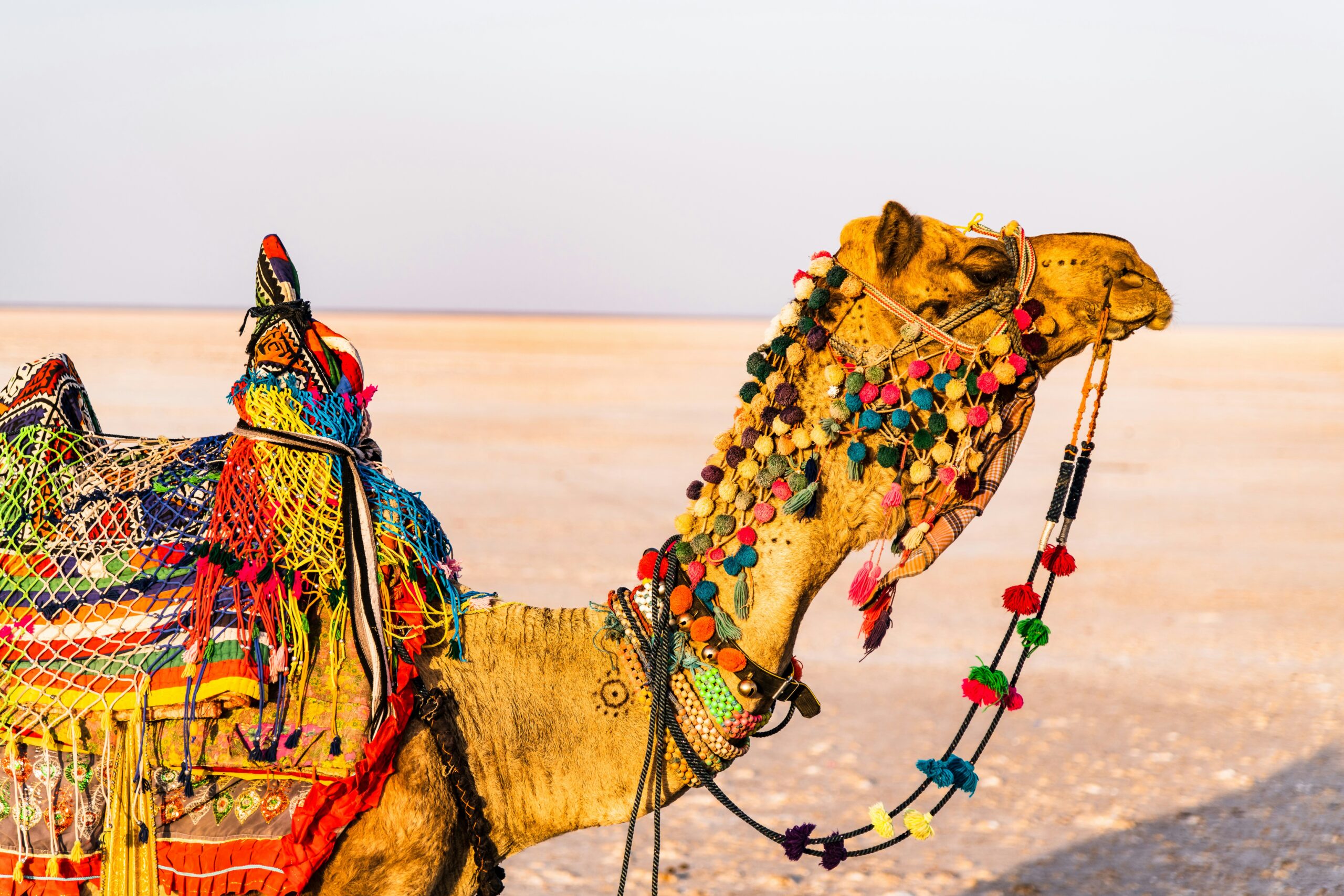 Best Travel Sites in India for Eco-Friendly Trips